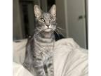 Adopt Minotaur a Gray or Blue Domestic Shorthair / Mixed cat in Austin