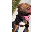 Adopt Nala a Red/Golden/Orange/Chestnut - with White Pit Bull Terrier / Mixed