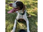 Adopt Beck - Costa Mesa Location a Brown/Chocolate German Shorthaired Pointer /