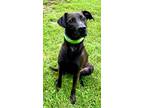Adopt Ollie a Black Terrier (Unknown Type, Small) / Mixed dog in Morton Grove
