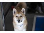 Adopt Pongo a Red/Golden/Orange/Chestnut Shiba Inu / Mixed dog in Colorado