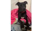 Adopt Zia a Black American Pit Bull Terrier / Mixed dog in Justin, TX (34135500)