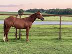 2022 AQHA Stud Colt. Cowhorse bred & pretty. Nu Cash / Jae Bar Flinn / Playboys