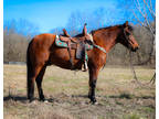 Super Smooth, Super Fun, Extremely Well Broke Purebred Bay Paso Fino Gelding