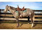 Gentle, Smart, Well Trained, Ranch Ridden Dapple Gray Quarter Horse Mare