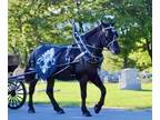 Black Draft Percheron Gelding For sale - quiet, rides and drives, bombproof