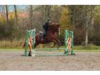 Athletic 6 Year Old Belgian/TB Jumper or Eventer