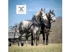 Wonderful Grey Percheron Draft Horse team For Sale