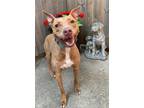 Adopt Chelsee a Tan/Yellow/Fawn American Pit Bull Terrier / Mixed dog in