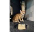 Adopt Velveeta $95 a Orange or Red Tabby Domestic Shorthair (short coat) cat in