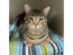 Adopt Teal a Gray or Blue Domestic Shorthair / Mixed cat in Great Falls