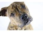 Adopt Monty a Tan/Yellow/Fawn American Pit Bull Terrier / Mixed dog in Kansas