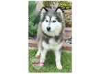 Adopt COH Jack a Gray/Silver/Salt & Pepper - with White Husky / Mixed dog in