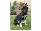 Adopt COH Tara a Black - with Tan, Yellow or Fawn German Shepherd Dog / Mixed