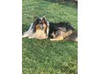 Adopt Chief - bonded pair a Tricolor (Tan/Brown & Black & White) Collie / Mixed