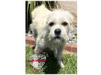 Adopt Cricket Chirp Chirp a White Terrier (Unknown Type, Small) / Mixed dog in