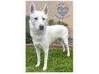 Adopt COH Joy a White Shepherd (Unknown Type) / Husky / Mixed dog in Inglewood