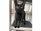 Adopt Jayde a Domestic Shorthair / Mixed (short coat) cat in Glenfield