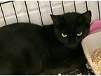 Adopt Hattie a All Black Domestic Shorthair / Domestic Shorthair / Mixed cat in