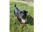Adopt Conrad a Black Rottweiler / Mixed (short coat) dog in Everett