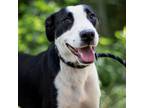 Adopt Millie a Black Labrador Retriever / Mixed Breed (Medium) / Mixed dog in