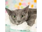 Adopt George a Gray or Blue Domestic Shorthair / Mixed cat in Springfield