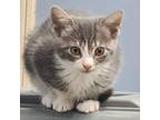 Adopt Seraphina a Gray or Blue Domestic Shorthair / Mixed cat in Brattleboro