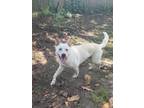 Adopt Rodney a White German Shepherd Dog / Labrador Retriever / Mixed dog in