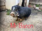 Adopt Mr Bacon a Pig (Potbellied) farm-type animal in Valley Springs