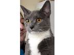 Adopt Lydia a Gray or Blue (Mostly) Domestic Shorthair (short coat) cat in