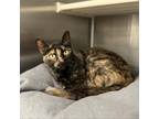 Adopt Belle a Tortoiseshell Domestic Shorthair / Mixed cat in Corpus Christi