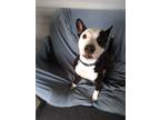 Adopt Dice a Black - with White Basenji / Mixed Breed (Medium) / Mixed dog in