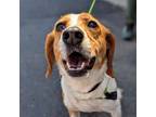 Adopt Popsicle a Beagle, Mixed Breed