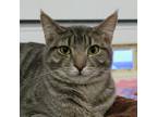Adopt Twilight a Gray or Blue Domestic Shorthair / Mixed cat in SHERIDAN