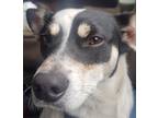 Adopt Frankie a Tricolor (Tan/Brown & Black & White) Jack Russell Terrier /