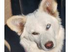 Adopt Margo a White Husky / Border Collie / Mixed dog in Cerritos, CA (38009401)