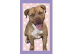 Adopt Katy a Red/Golden/Orange/Chestnut - with White American Pit Bull Terrier /