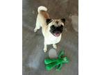 Adopt Kahi a Tan/Yellow/Fawn Pug / Mixed dog in Palos Verdes Peninsula