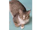 Adopt GreenBean a Brown Tabby Domestic Shorthair (short coat) cat in Pottsville