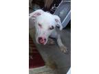 Adopt Blanca a White - with Red, Golden, Orange or Chestnut American Pit Bull