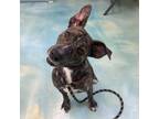 Adopt Rachel a Brindle American Staffordshire Terrier / Mixed dog in Corpus