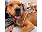 Adopt Bundy a Brown/Chocolate American Staffordshire Terrier / Mixed dog in