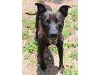 Adopt Deputy Dan K32 5-12-23 a Black American Pit Bull Terrier / Mixed dog in