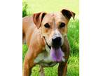 Adopt Echo a Red/Golden/Orange/Chestnut - with White Boxer / Mixed dog in