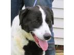 Adopt Paris a Black - with White Great Pyrenees / Border Collie / Mixed dog in