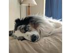 Adopt Farrah a Merle Australian Shepherd / Mixed dog in Ogden, UT (38020358)