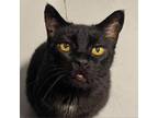 Adopt Jacob a All Black Domestic Shorthair / Mixed cat in SHERIDAN