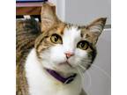 Adopt Callie a Tortoiseshell Domestic Shorthair / Mixed cat in SHERIDAN