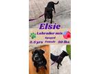 Adopt Elsie (TX adopt only) a Black - with White Labrador Retriever / Mixed dog