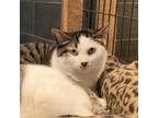 Adopt Dori a White Domestic Shorthair / Mixed cat in Zimmerman, MN (33020660)